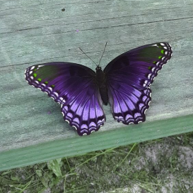 a purple butterfly is sitting atop a wooden bench.