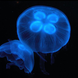 a blue moon jellyfish is swimming in water.